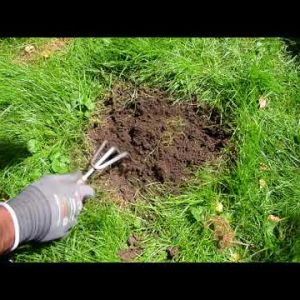 Jak usunąć kretowiska z trawnika