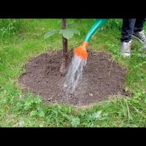 Jak nawozić drzewa owocowe