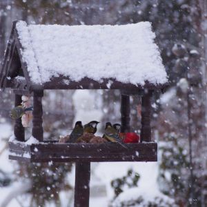 Dokarmianie ptaków zimą to podstawa