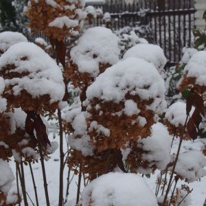 Hortensje pod śnieźną pierzynką