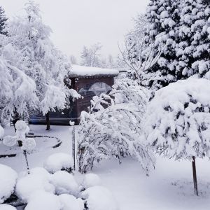 Zimowy ogród