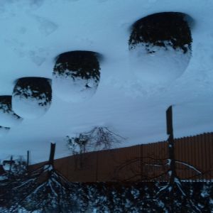 Bukszpany w śnieżnych czapeczkach