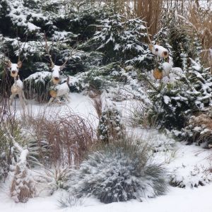 Zimowo w ogrodzie