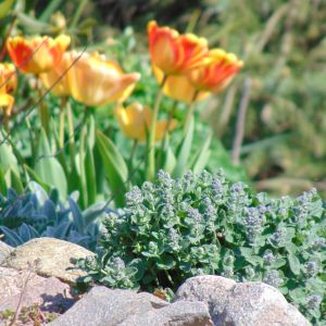 Tulipany łapią słoneczko