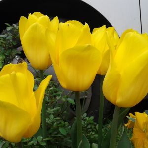 Tulipany  w fazie kwitnienia