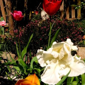 zestaw tulipanów