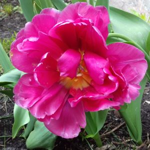 różowy tulipanek