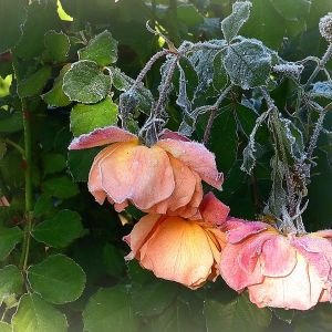 Róża Westerland