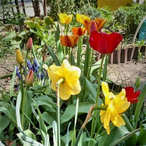 Tulipany i żonkile