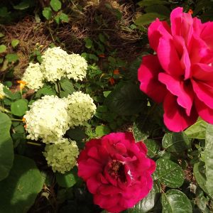 Róże i hortensja