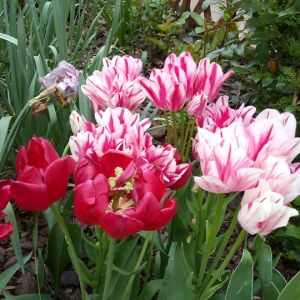 Rabata tulipanowa