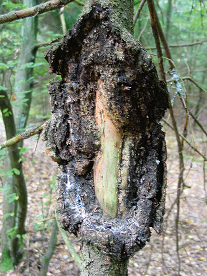 Drzewo zaatakowane przez raka kory z charakterystyczną naroślą