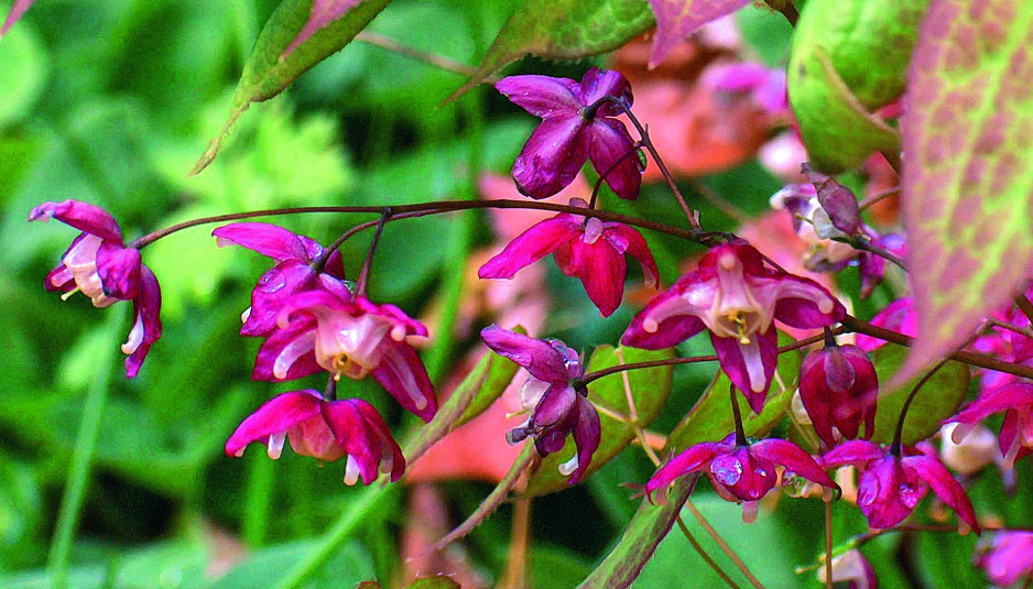 Kwiaty epimedium pojawiają się wczesną wiosną (na zdjęciu epimedium czerwone) 