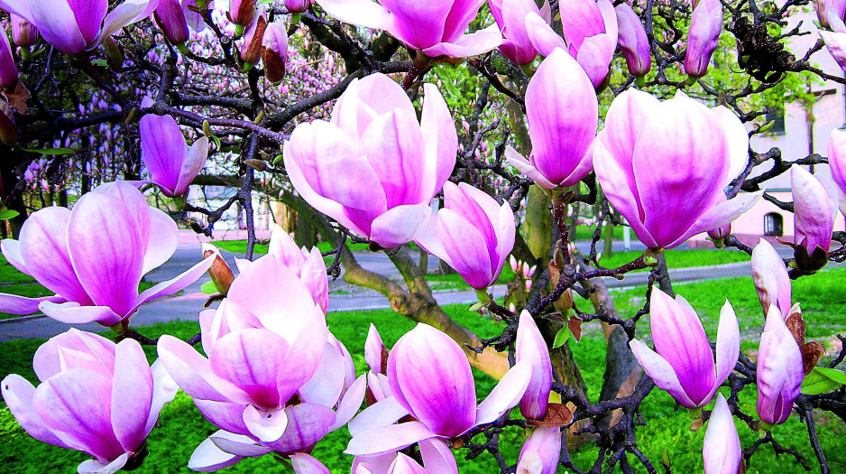 Magnolie to królowe wśród kwitnących wiosną krzewów i drzew. Urzekają nas swoimi pięknymi, atrakcyjnymi kwiatami, które rozwijają się przed rozwojem liści