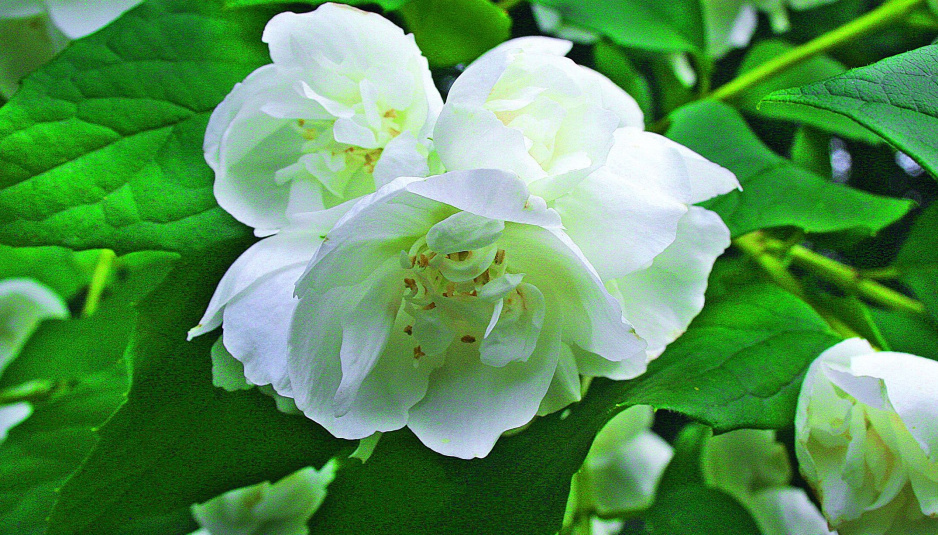Odmiana ‘Virginal’ o półpełnych kwiatach roztacza wspaniały zapach