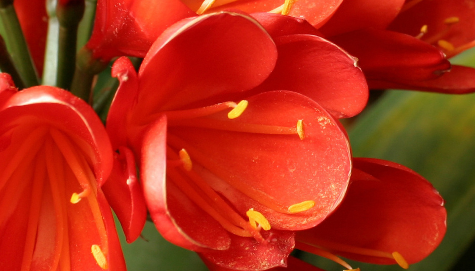 Pęd kwiatostanowy kliwii zakończony jest pękiem kielichowatych pomarańczowych kwiatów