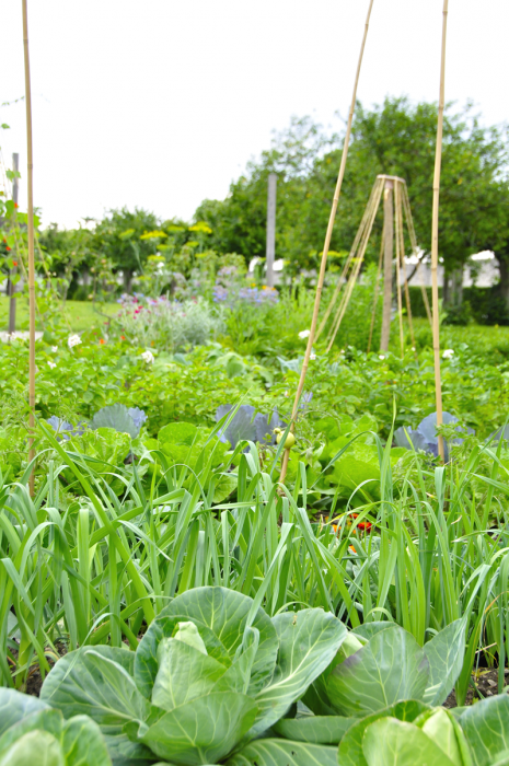 warzywa w ogródku
