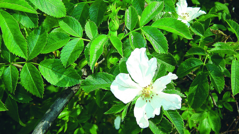 Wczesną wiosną krzew pokrywa się zielonymi liśćmi, a zaraz po nich pojawiają się kwiaty
