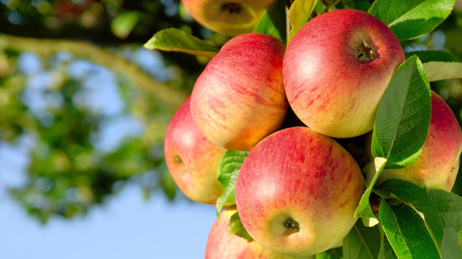 Dorodne owoce wyrosną tylko wówczas, jeśli będą rosły pojedynczo. Jest to szczególnie ważny zabieg w przypadku jabłoni i brzoskwini.