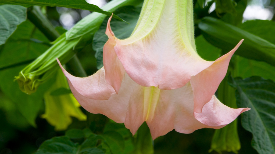 Kwiaty anielskich trąb osiągają długość od 15 do 45 cm
