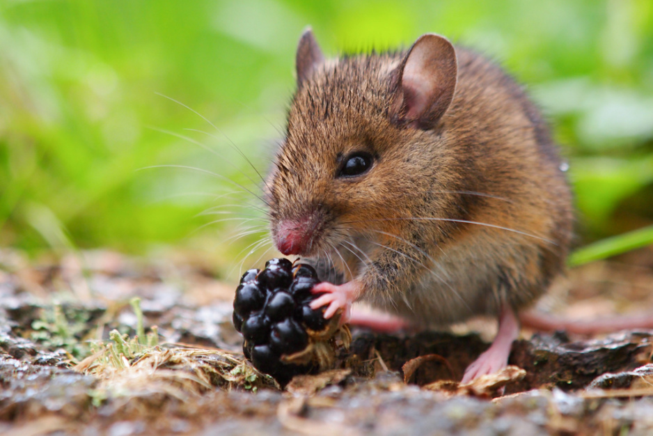 Gryzonie Które Możesz Spotkać W Ogrodzie Mysz zaroślowa - Szkodliwe gryzonie - jak w ekologiczny sposób je