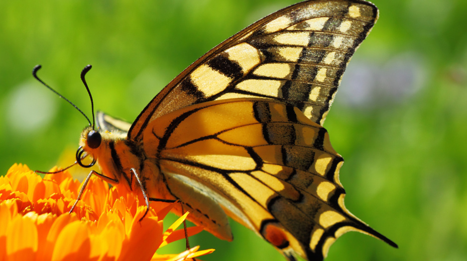 Największym motylem jest paź królowej (rozpiętość skrzydeł do 8 cm). Dorosłe owady odbywają często dalekie loty jesienno-wiosenne. Piękne gąsienice lubią żerować na liściach kopru i marchwi