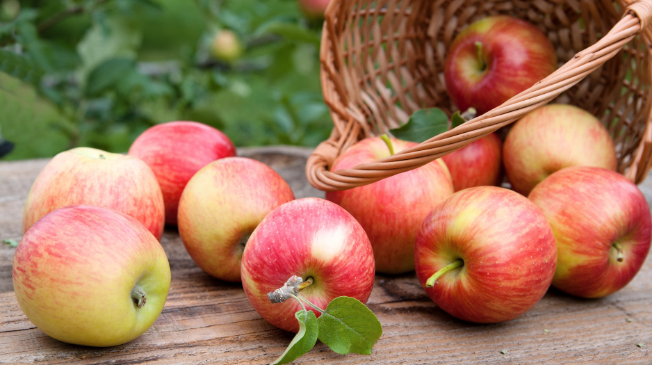 Październik to praktycznie ostatni miesiąc dojrzewania późnozimowych jabłek