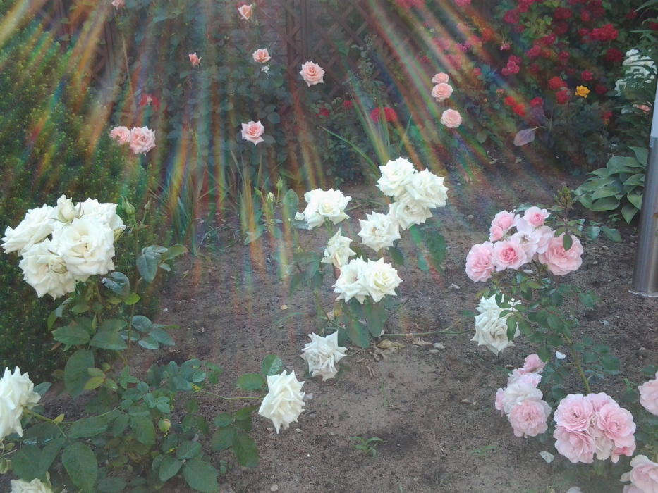 Promienne róże
