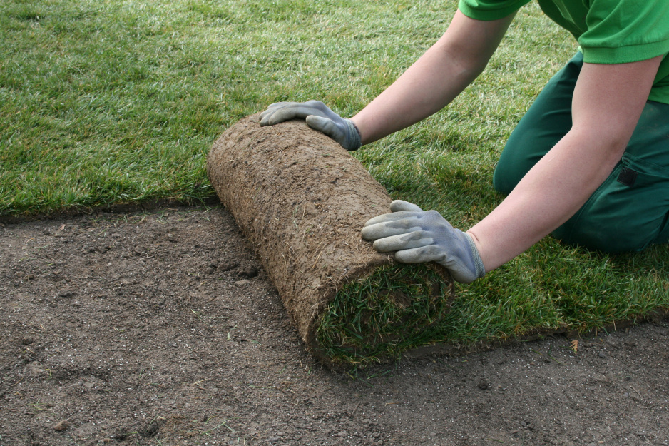 Rozwijanie pasów darni.
Podłoże pod trawnik należy starannie przygotować i wyrównać. Gładka powierzchnia znacznie ułatwia pracę przy układaniu i dopasowywaniu kawałków darni.

