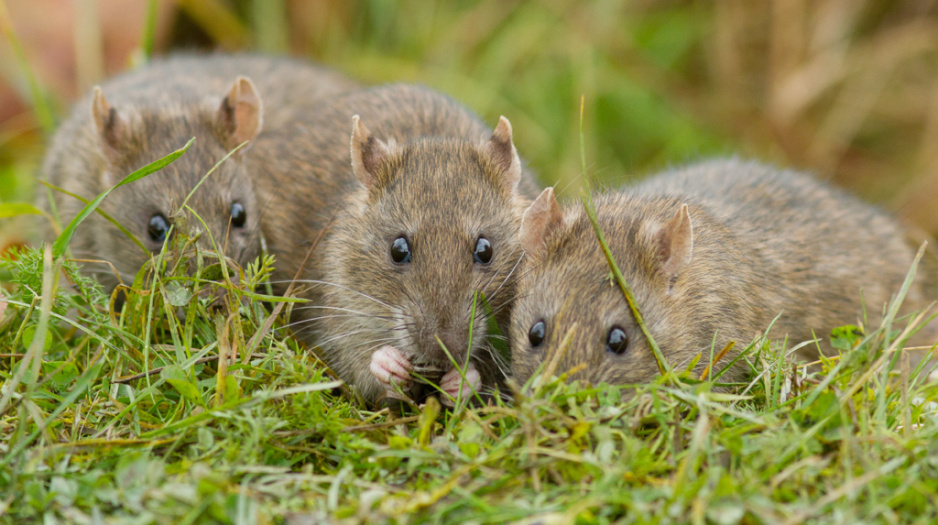 Gryzonie Które Możesz Spotkać W Ogrodzie Szczur wędrowny - Szkodliwe gryzonie - jak w ekologiczny sposób je