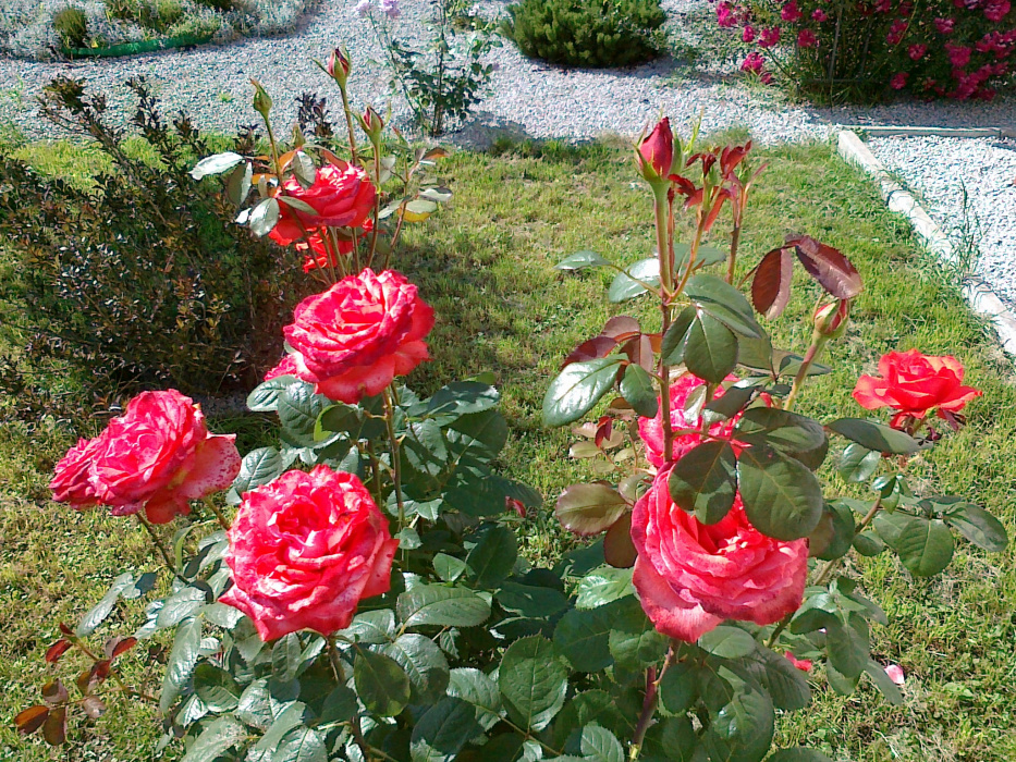 piękne czerwone róże, co roku zachwycają swoją urodą 