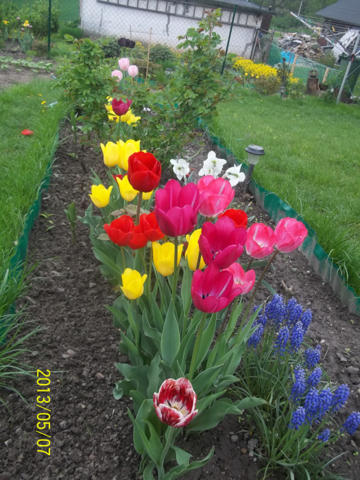 Tulipany, narcyzy, szafirki,jako pierwsze wprowadzają wiosnę do mojego ogródka, cieszą swą barwą i zapachem, zarówno mnie jak i moje dzieci...
