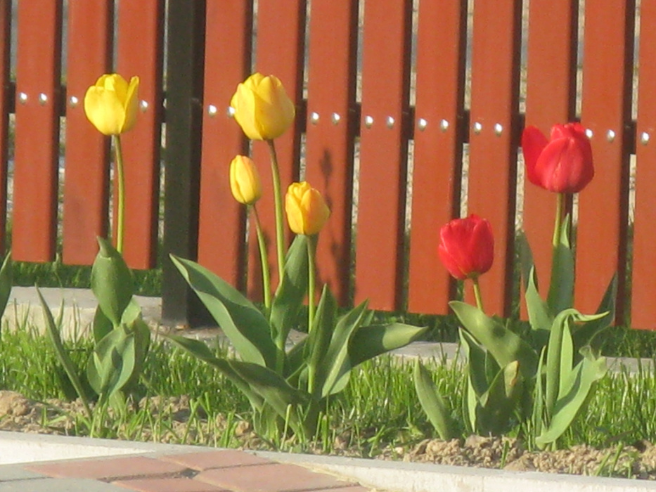 Tulipany w różnych kolorach wyglądają przepięknie