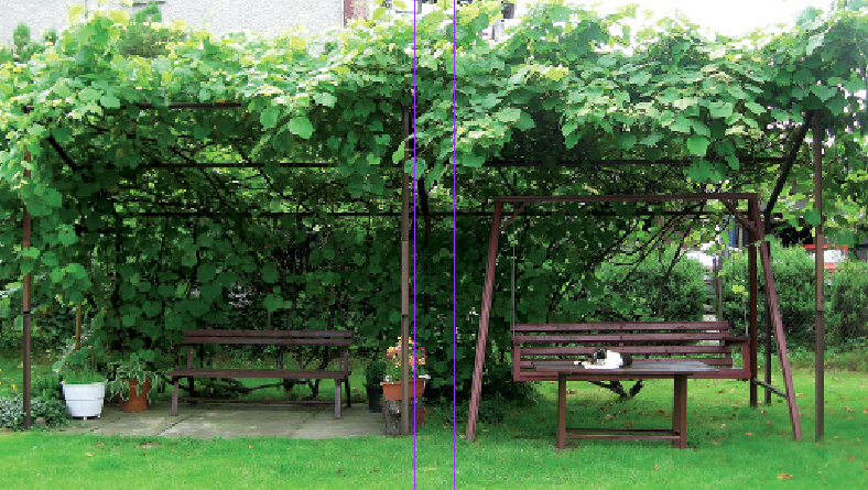 „Winogron warto sadzić ok. 40-50 cm od drewnianej konstrukcji, aby rosnące pnącza mogły się swobodnie układać na altance”.