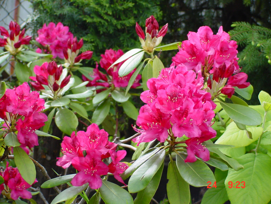  zakwitły moje rododendrony