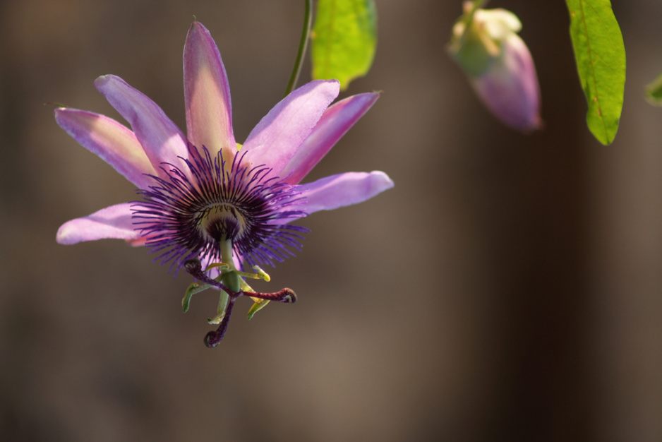 Męczenica Amethyst kwitnie od maja. Fioletowe kwiaty osiągają średnicę 8 cm