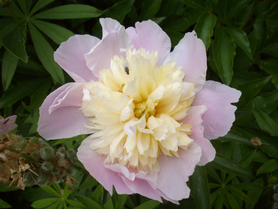 piwonia 1