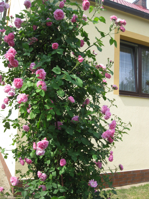 Aby cieszyć się pięknymi różami należy systematycznie zasilać i usuwać przekwitłe kwiatostany.