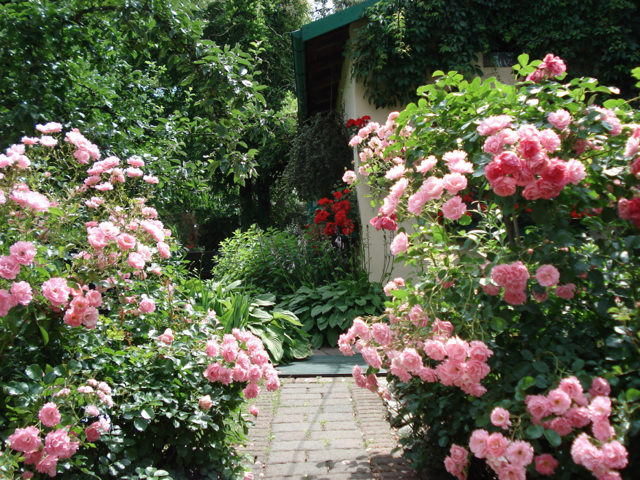 Bujnie kwitnące róże zapraszają do spaceru po ogrodzie