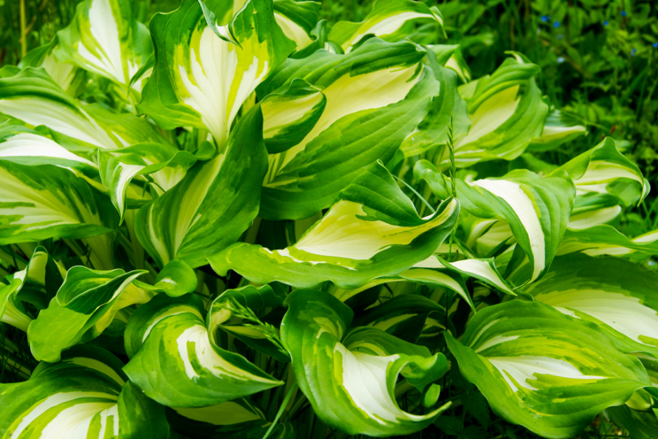 Funkia jest najpopularniejszą byliną o ozdobnych liściach