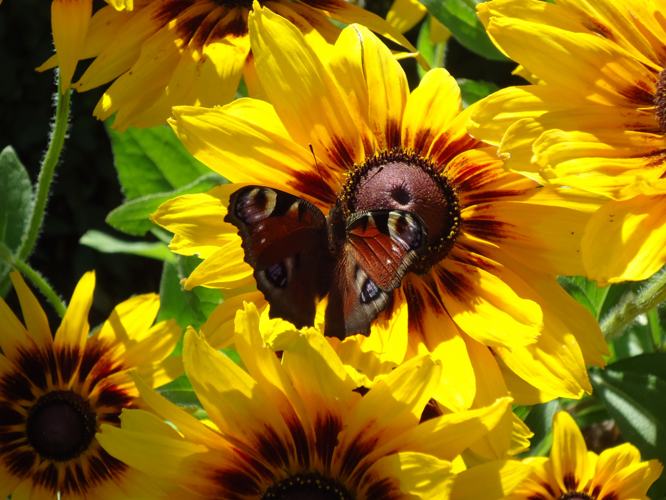 Rudbekie ozdobą są:)