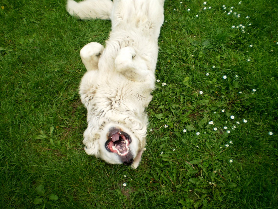 Szczęśliwy Maks na naszym trawniku