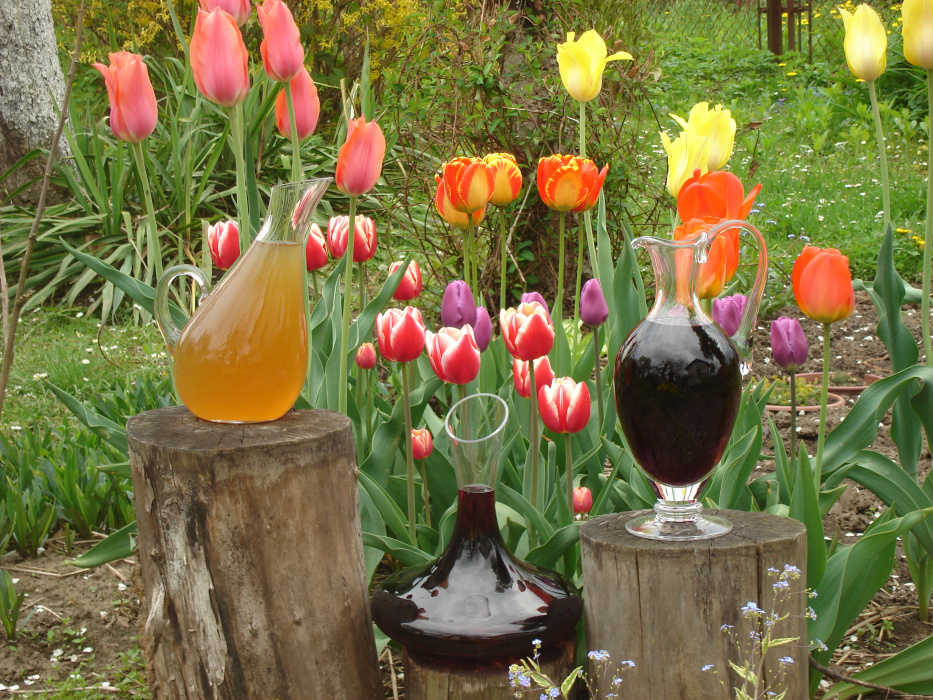 Wino z winogron tłoczone,
Z tulipanami zaprzyjaźnione.
