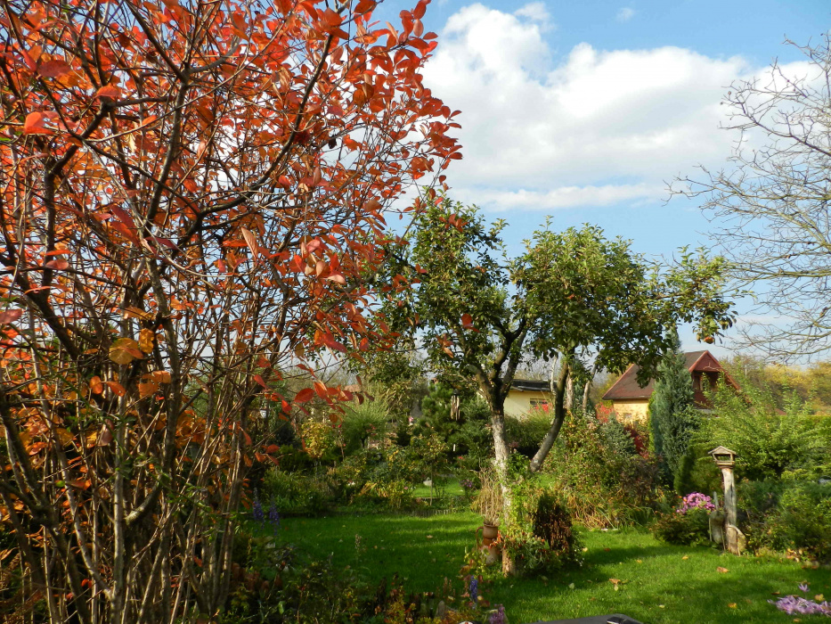 Barwy jesieni w moim ogrodzie-z zielenią przeplata się złoto,miedz i czerwień