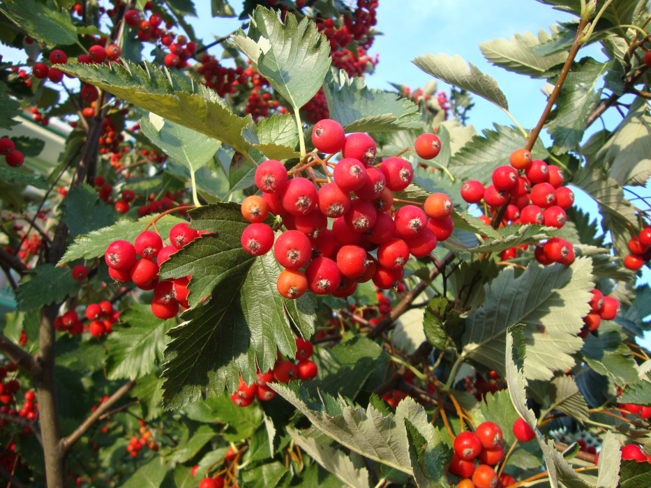 Kalina ma błyszczące, intensywnie czerwone owoce zebrane w dorodne grona. Są jadalne i zawierają dużo witaminy C.