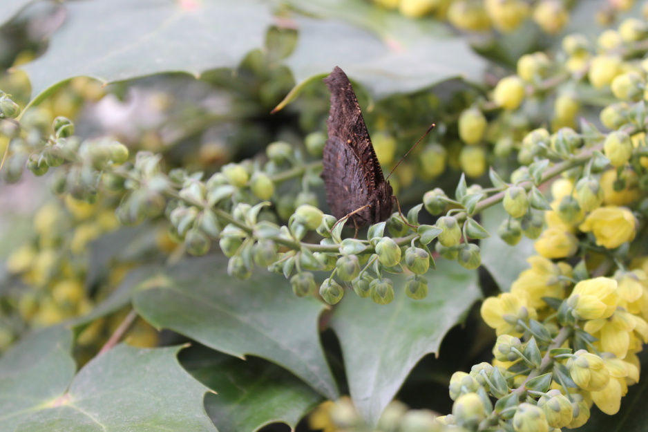 machonia zakwitła w listopadzie, a w styczniu pojawił się na niej motyl