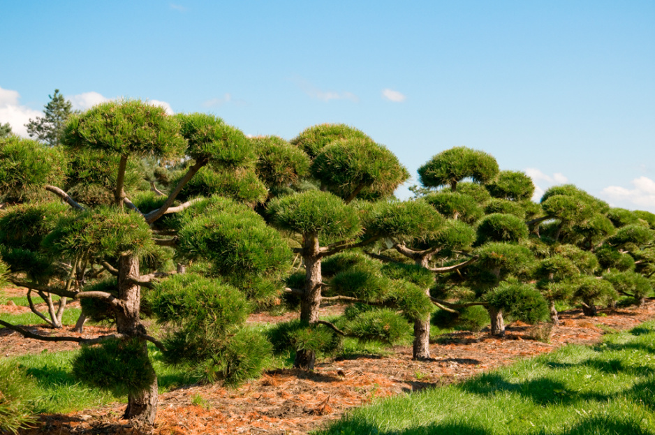 Sosna górska, zwana kosodrzewiną, sprawdzi się w ogrodach utrzymanych w stylu japońskim