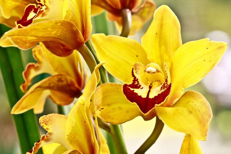 Cymbidium ma wytworne kwiaty, które długo zachowują świeżość