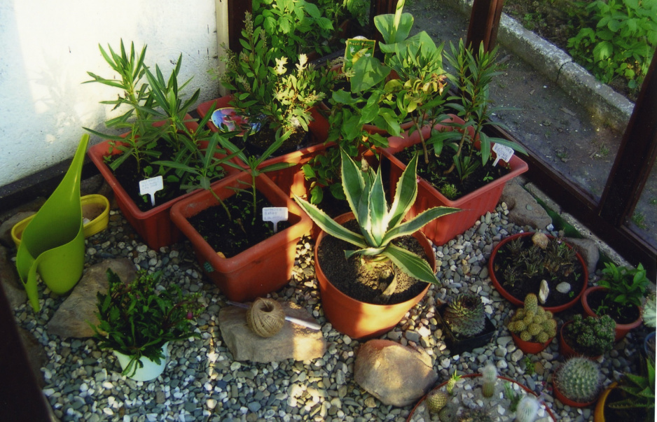 Kaktusy nie zakwitną, jeśli nie przejdą cyklu wegetacji poprzedzonego okresem spoczynku.