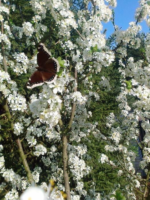 motyl na wiśni